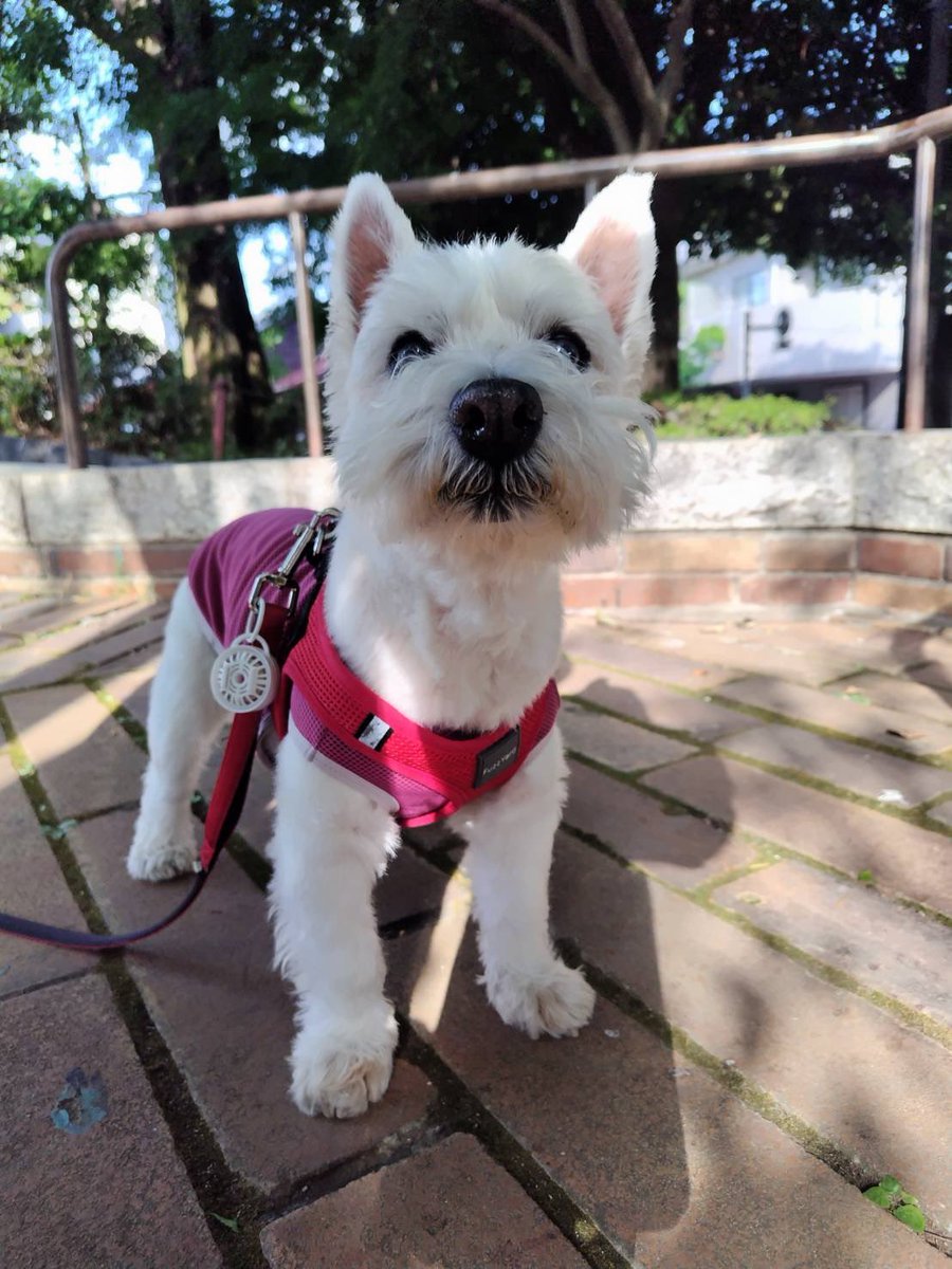 ちーちゃんですけどもっ第2巻発売中です❗️ (@ymc_cheezu) / X