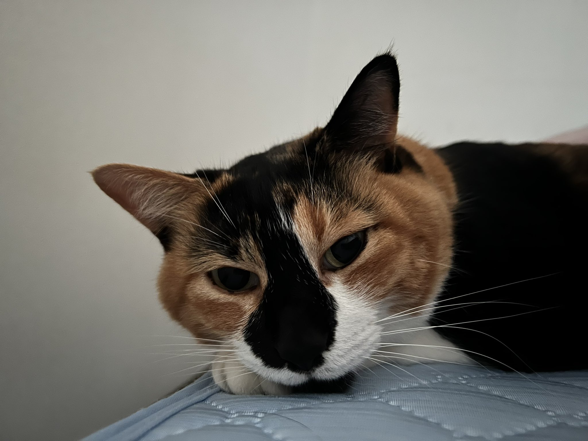 三毛猫はなこ (@hanako20180721) / X