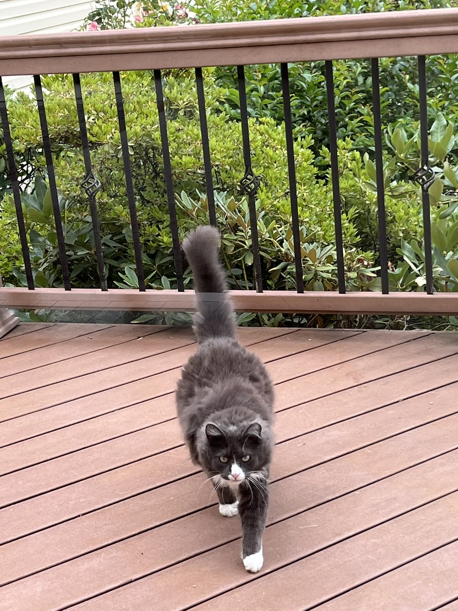 jojopep's tweet photo. @thespybrief This gorgeous "feral" cat started hanging out on our deck.  We fed him, made friends with him, and planned to provide heated housing for the winter.  Pfft.  Turns out he's our neighbor's cat, just looking for second breakfast and second dinner.  His name is Gandalf. https://t.co/a2gyb48c2C