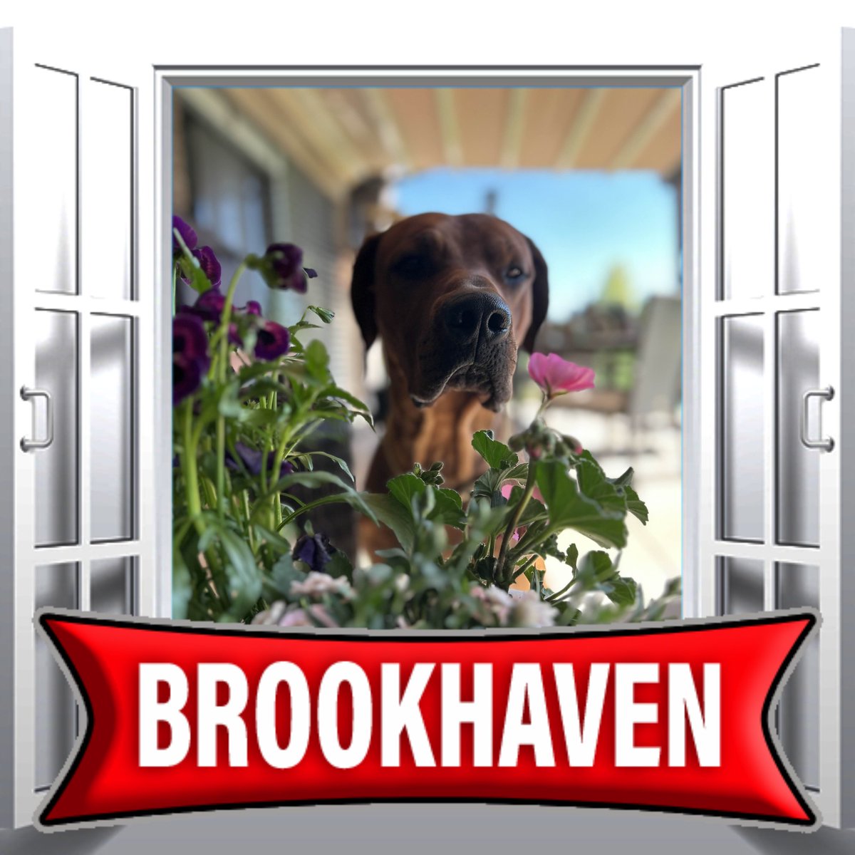 Brookhaven RP 🏡 tweet media