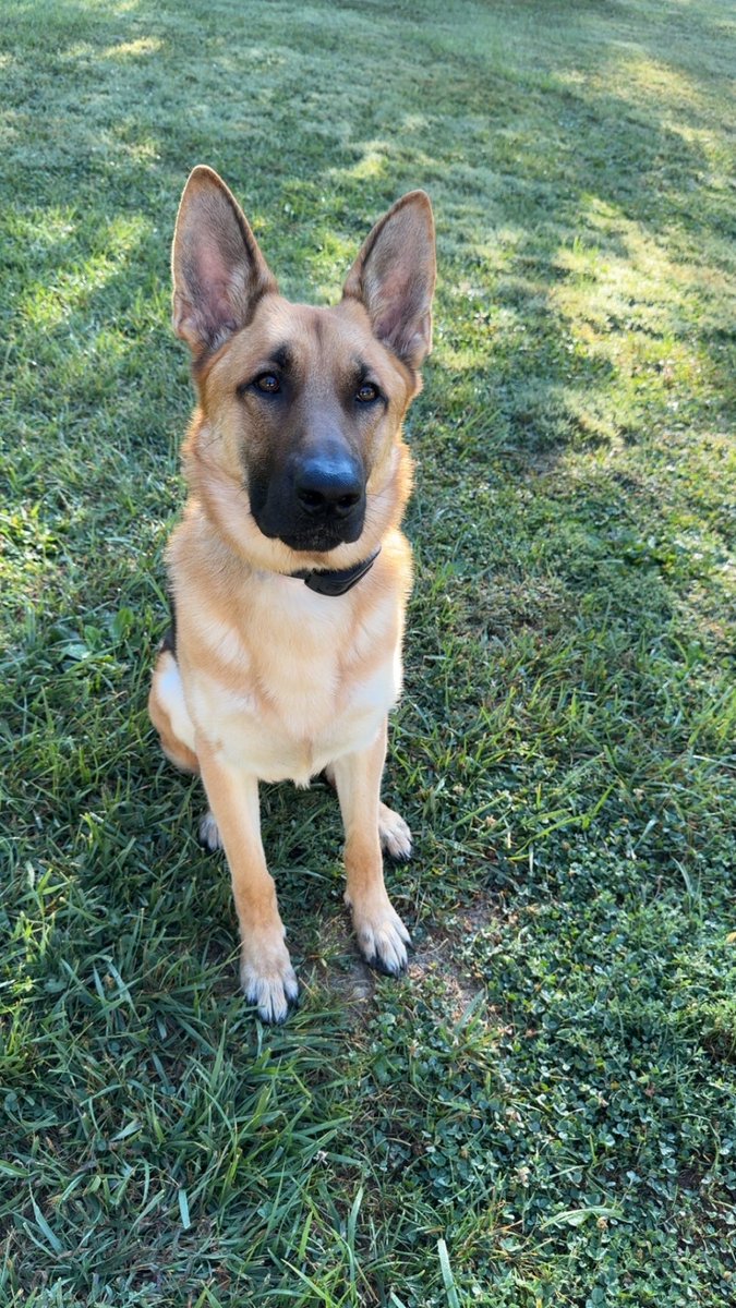 Kyle Rutledge, MS, MHA, AT, ATC tweet media