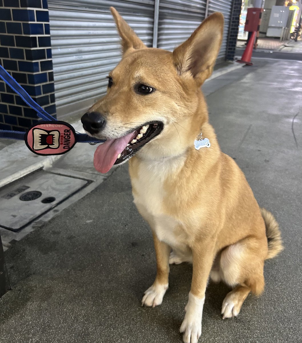 monger0610's tweet photo. 毎日暑いですね！！

＃柴犬
＃猛犬注意 https://t.co/6ryME83akH