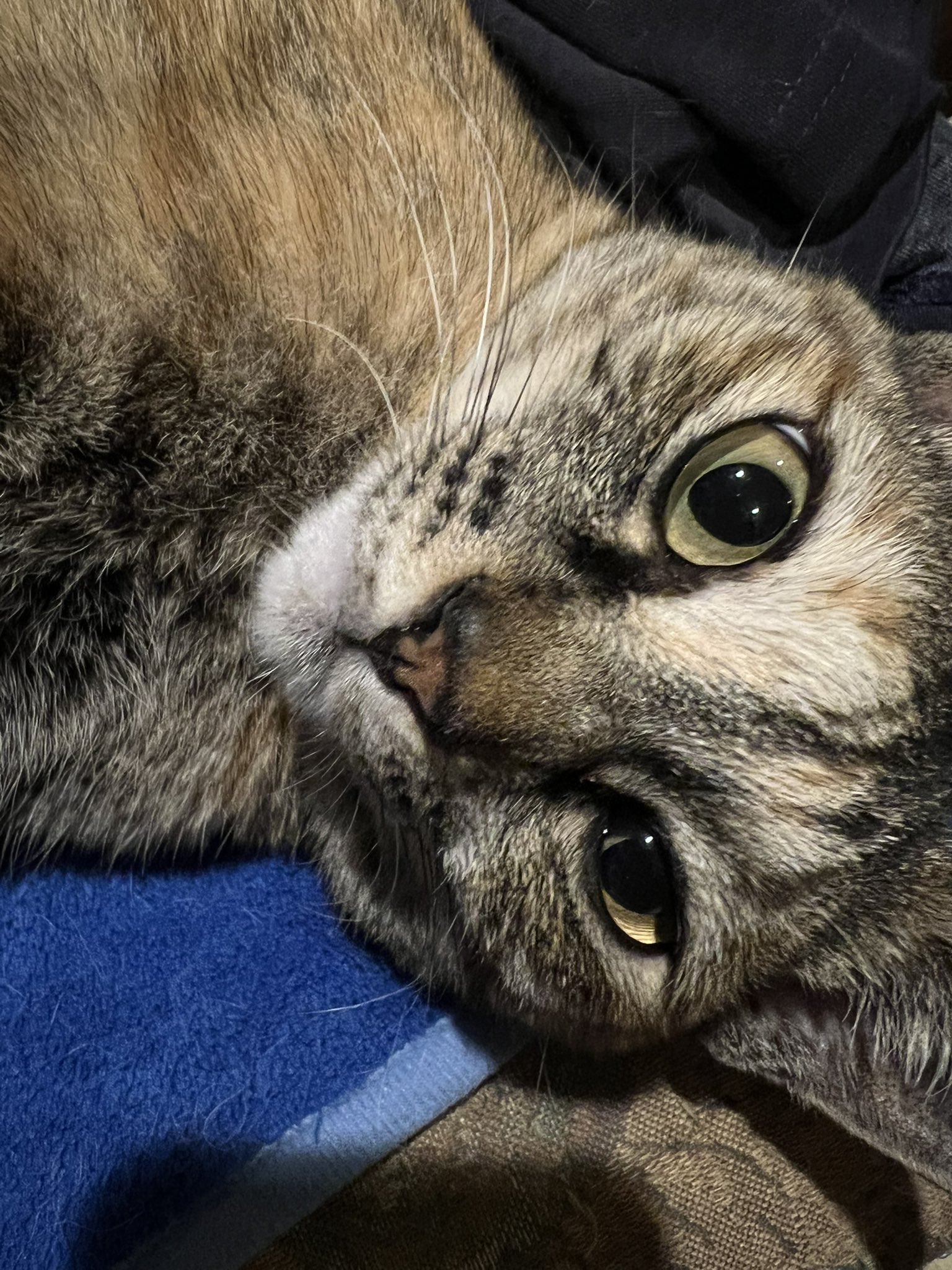 猫まっしぐら on X: 