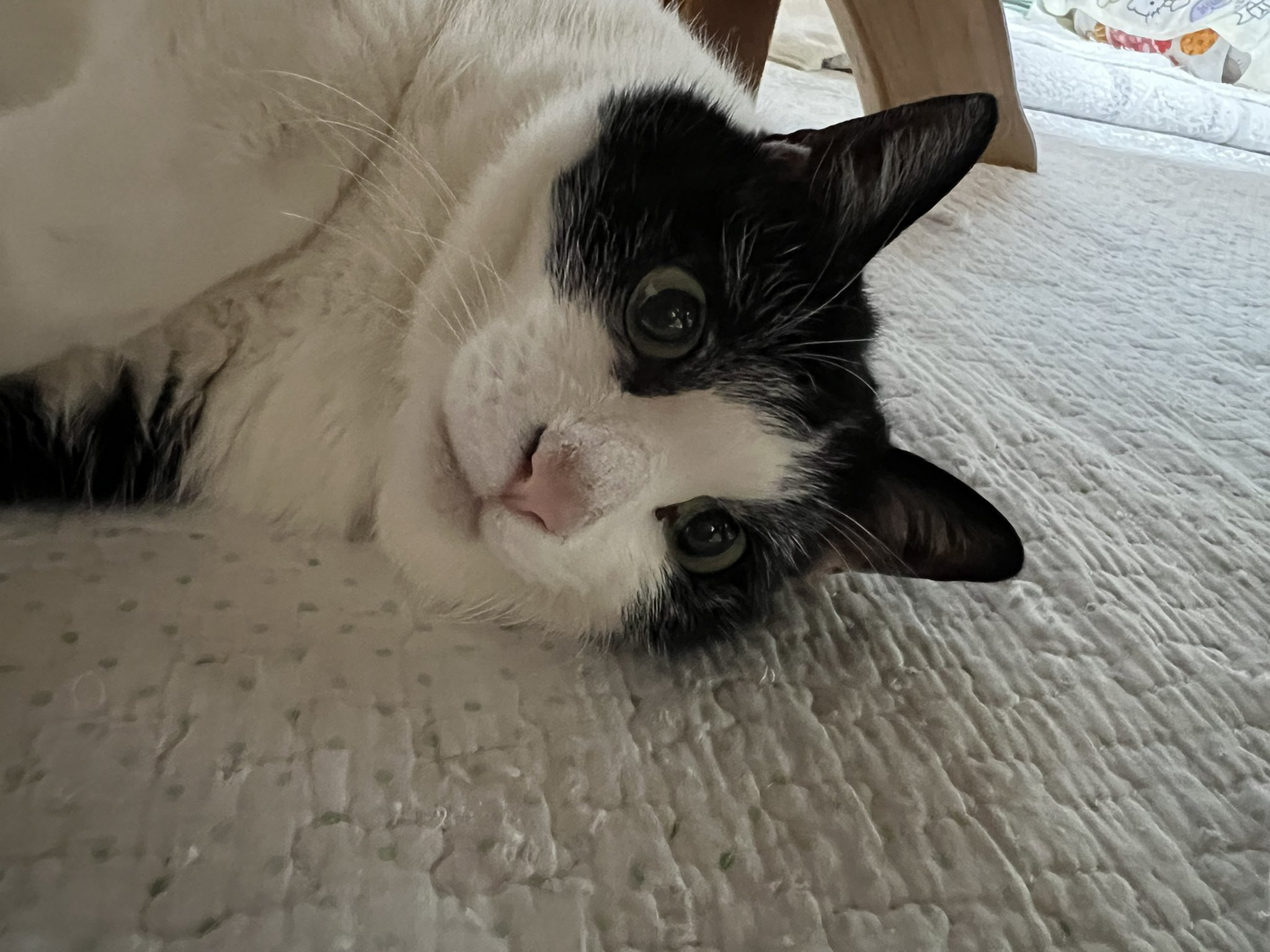 猫まっしぐら on X: 