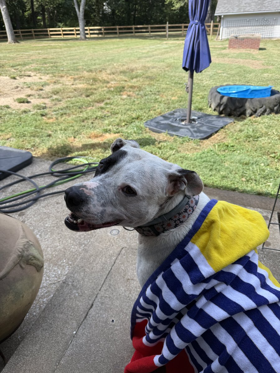 egaffield's tweet image. I miss my Molly moo puppy so much! 😭😭😭