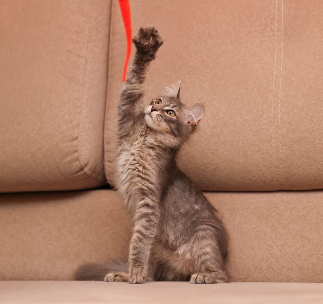 #Москва и МО
Эта крошечная кошечка с большими любопытными глазами и мягкой шерсткой ищет свою любящую семью. ❤️
Ася – настоящая находка: игривая, ласковая и очень умная. Она обожает мурчать на коленях и играть с любыми игрушками. Ася готова подарить вам море позитива и тепла!