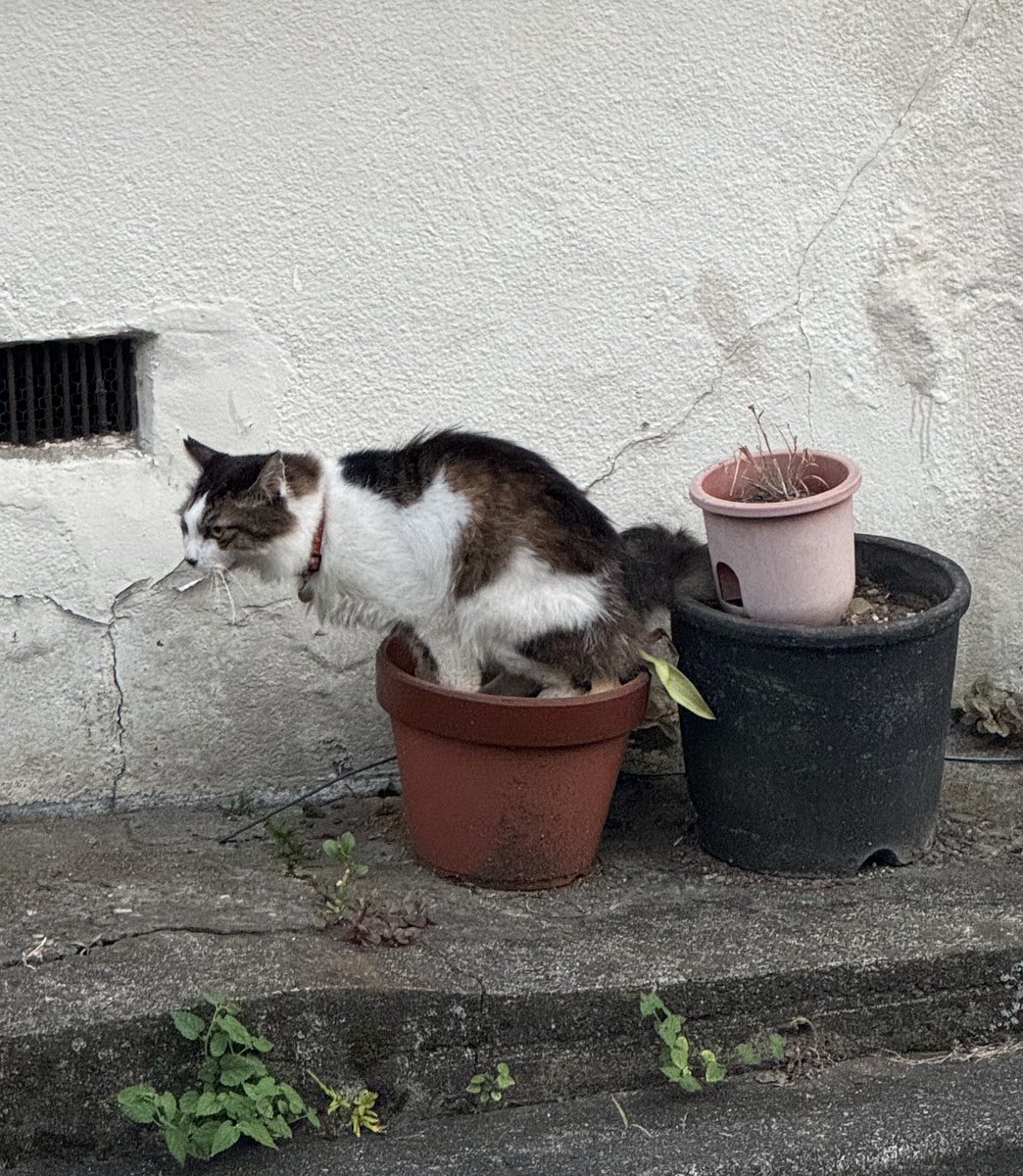 近所の猫、近隣の家の植木鉢をおまるにしていた🚽