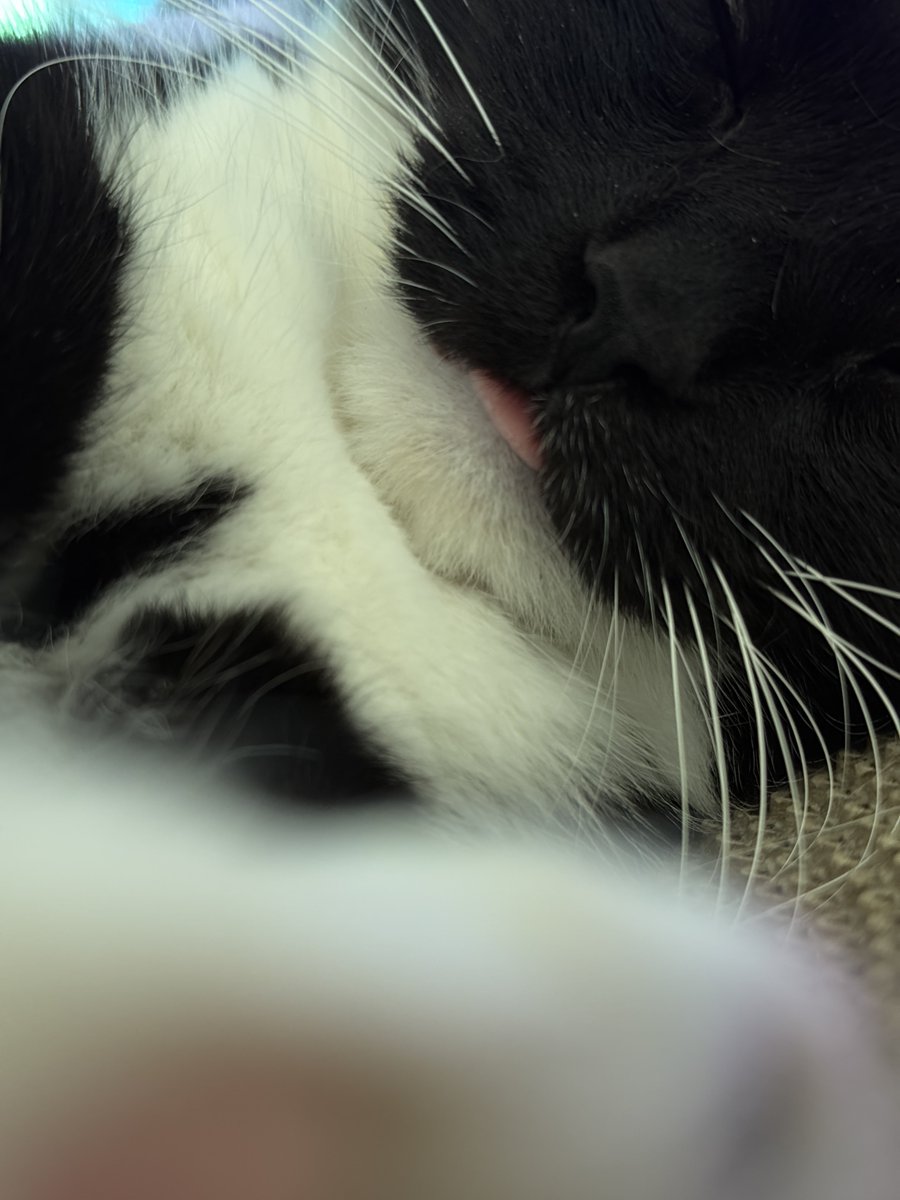 I'm Uni :3 tweet media