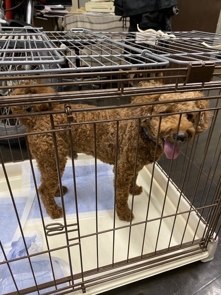 ワンちゃんの飼い主が
見つからりました‼️

ご心配をおかけししました🙇

ご協力
本当に　ありがとうございました‼️