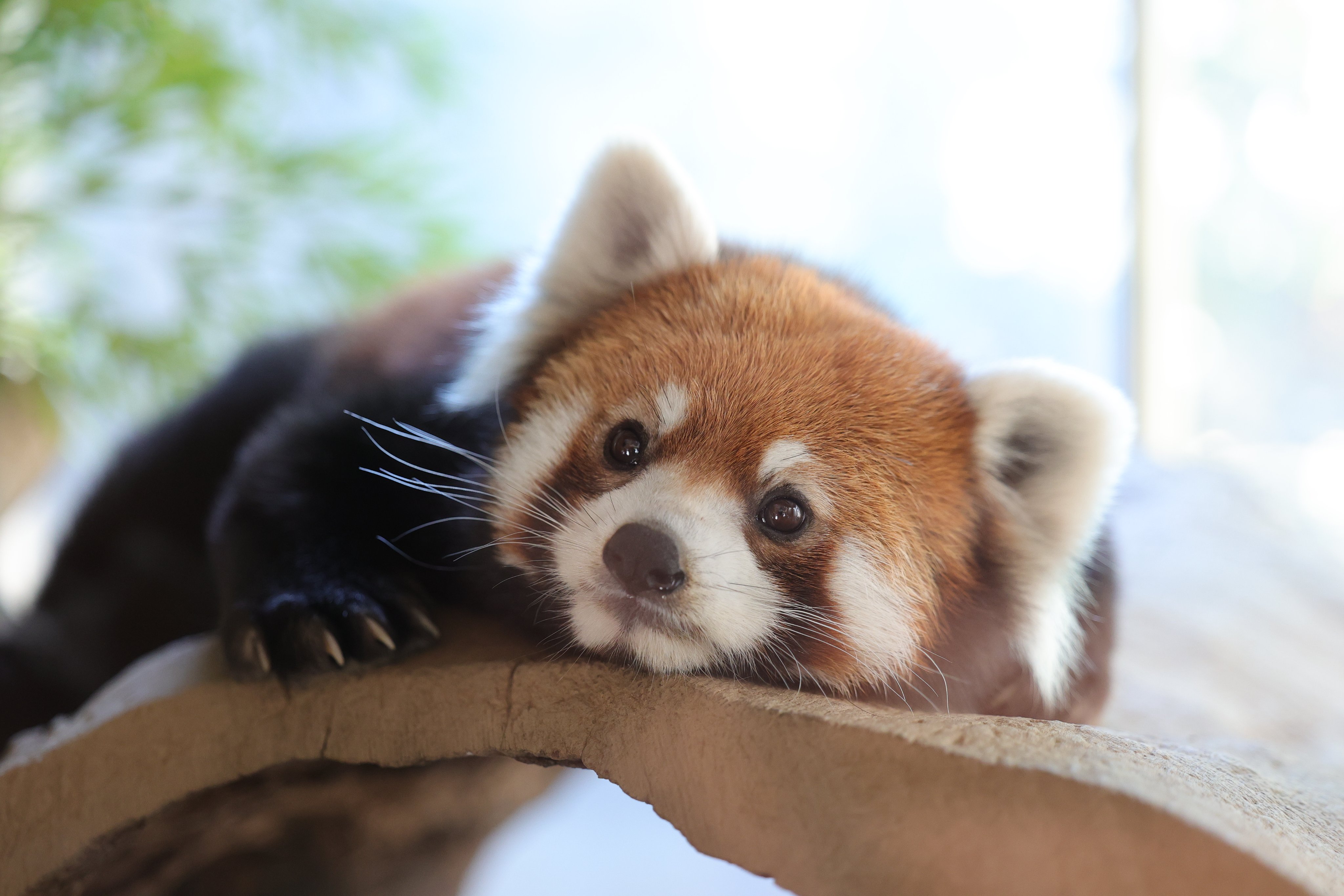 ぷうあ「まったりレッサーパンダ」「雀とキジトラ猫さん」他 ぷうあ様専用「まったりレッサーパンダ」「雀とキジトラ猫さん」他