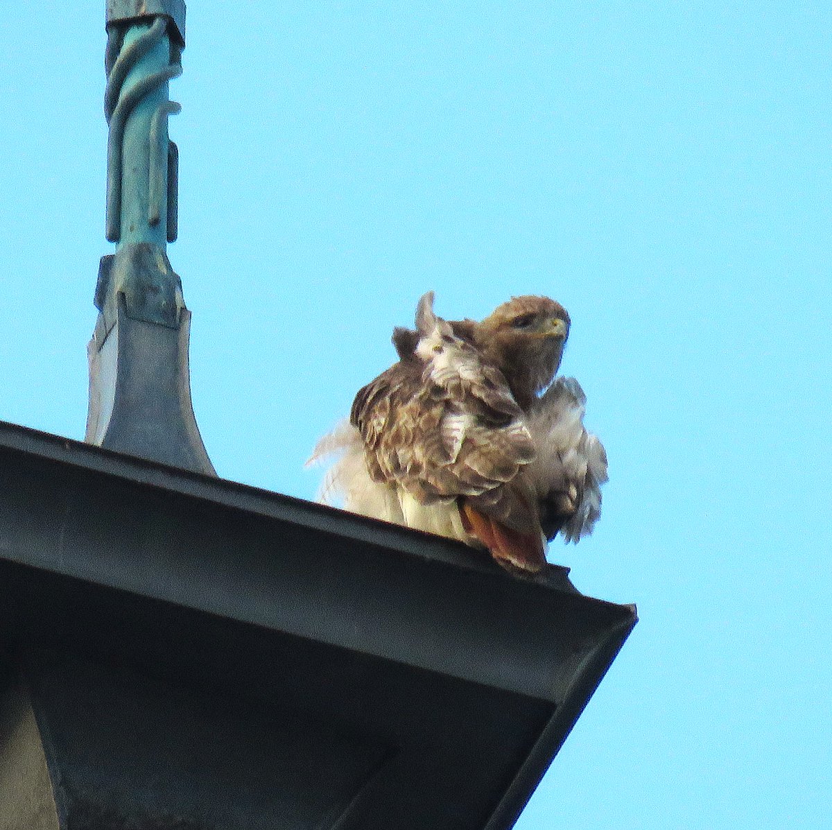8/29   BR spotted on the Sage Spire preening away, taking care of those feathers, but overall looking good! 

Many thanks to Suzanne and woodg for the gorgeous photos of BR!