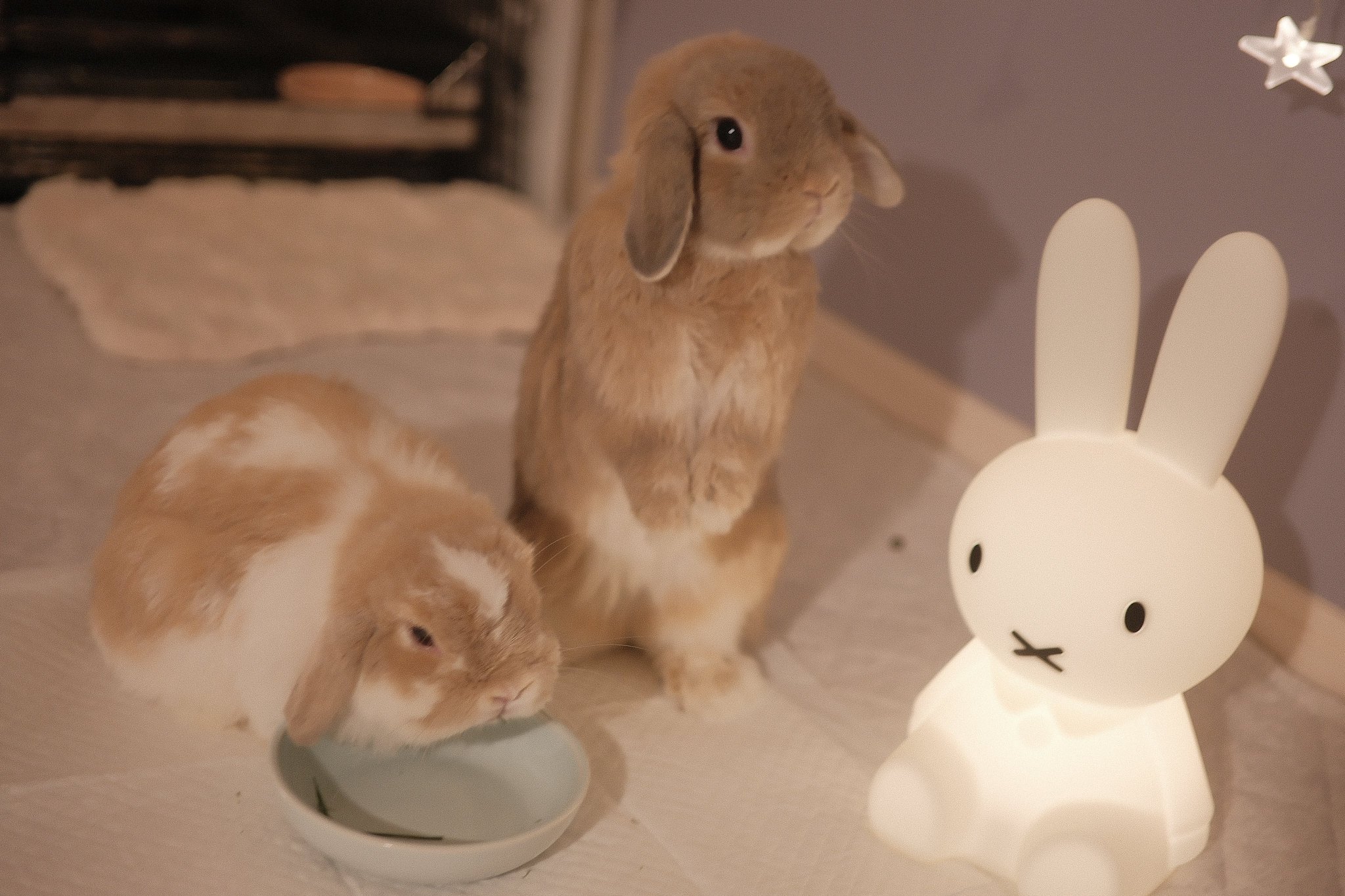 うさぎXうさぎ うさぎのチャイ on X: 