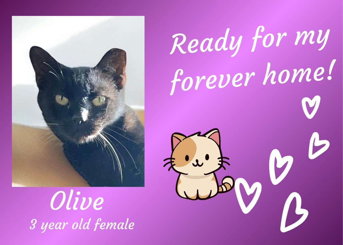 K-FROG Radio (@kfrogradio) on Twitter photo Meet Olive!
She is a purring machine and loves to be pet! She also loves eating wet food & playing in cardboard boxes.
If this cutie pie sounds like she may be a match for your family, please reach out to <a href="/AREAnimalRescue/">ARE Animal Rescue</a>!
(📸: Courtesy of <a href="/AREAnimalRescue/">ARE Animal Rescue</a>) Meet Olive!
She is a purring machine and loves to be pet! She also loves eating wet food & playing in cardboard boxes.
If this cutie pie sounds like she may be a match for your family, please reach out to <a href="/AREAnimalRescue/">ARE Animal Rescue</a>!
(📸: Courtesy of <a href="/AREAnimalRescue/">ARE Animal Rescue</a>)