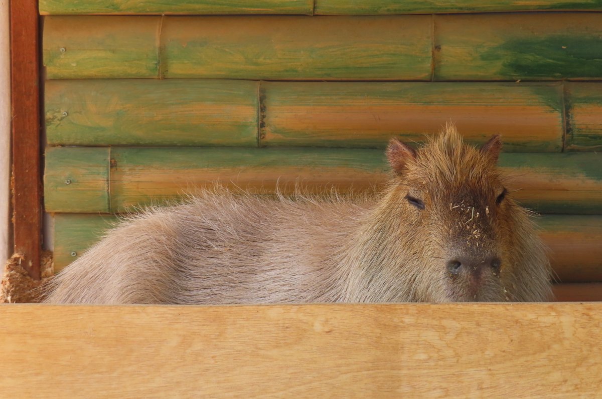 カピバラページ のろ on X