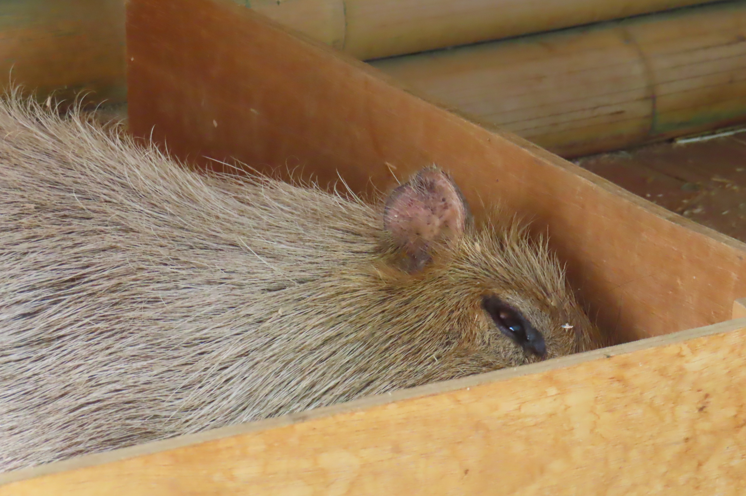 けろけろ (@capyanimal) / X