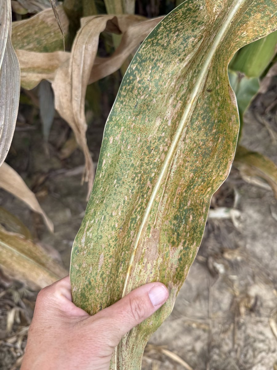 Nicole Stecklein tweet media