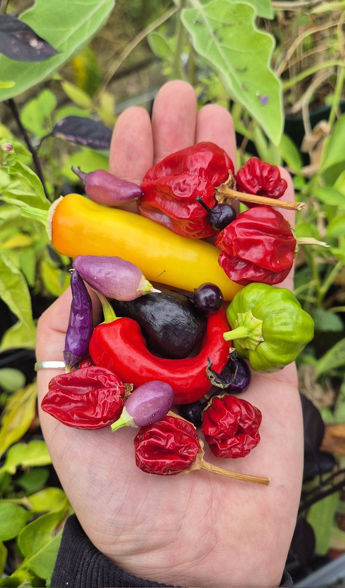 lovely_plot's tweet image. A little spicy chilli rainbow for you on this grey Saturday 😋
