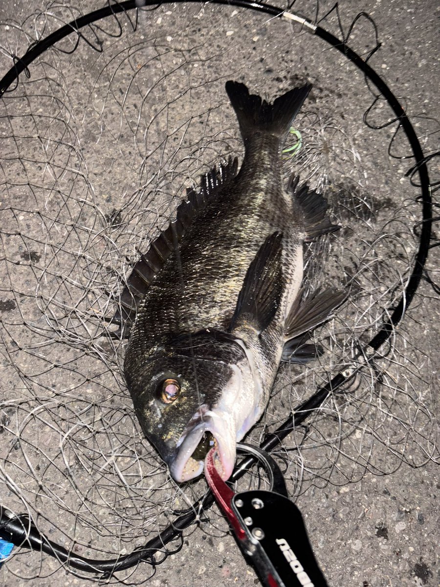 pyonpyonwt's tweet image. じゃんじゃんバリバリ