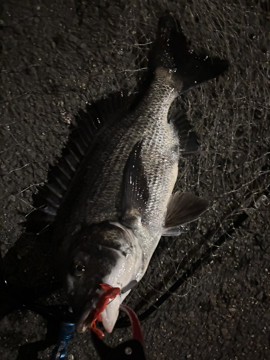 pyonpyonwt's tweet image. じゃんじゃんバリバリ