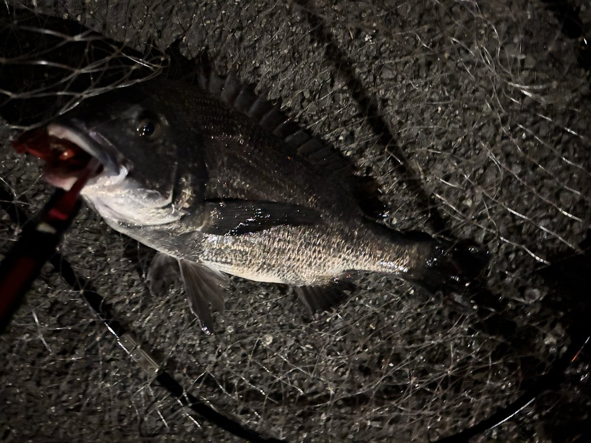 pyonpyonwt's tweet image. じゃんじゃんバリバリ