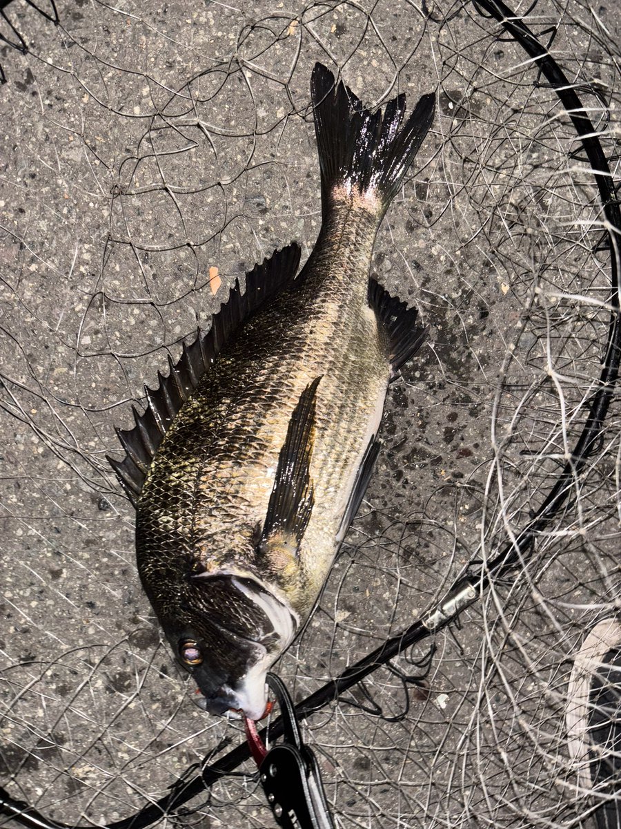 pyonpyonwt's tweet image. じゃんじゃんバリバリ