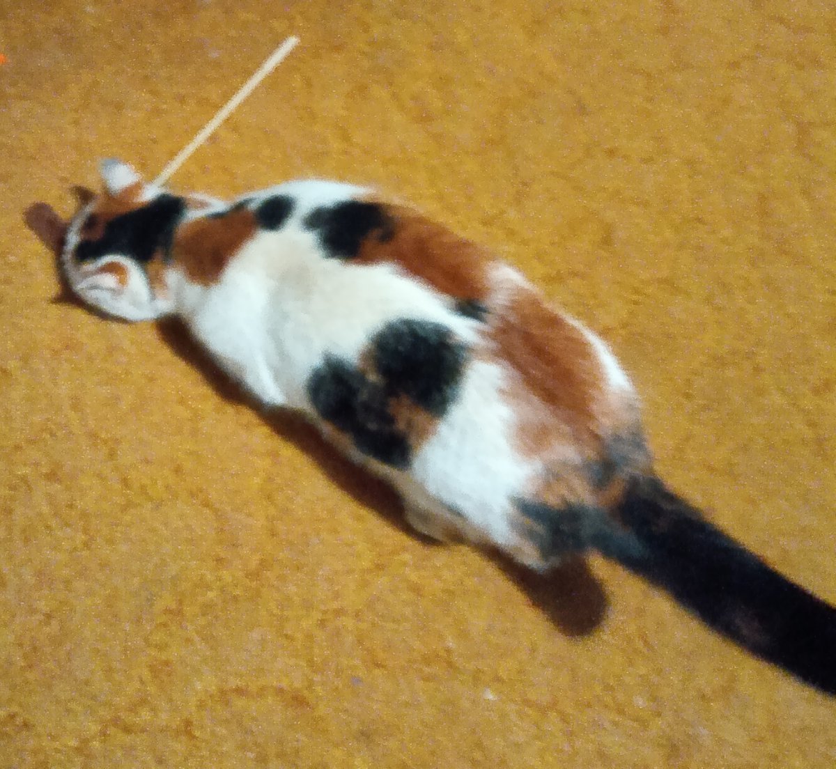 日頃リポスト（RT）拡散有難うございます。
茨城県で、迷子の三毛猫探しております。
迷子にさせてしまって3ヶ月過ぎました。
くろに繋がる情報はまだありません。
写真の子を見かけましたら、ご連絡いただければ幸いです。 
宜しくお願いします。
#迷子猫 #三毛猫 #茨城 #つくば #下妻 #筑西 #常総