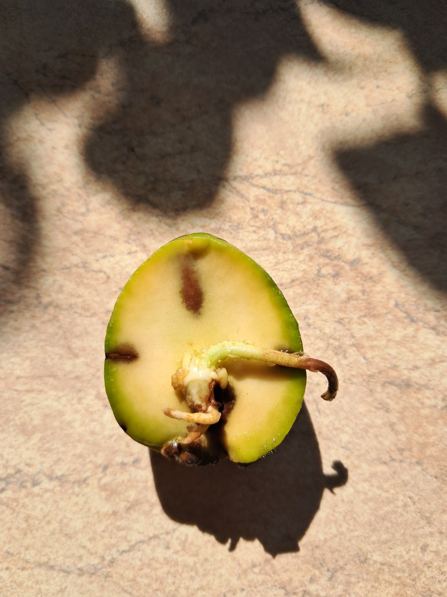 Anfang gemacht der Avocado Pflanze.