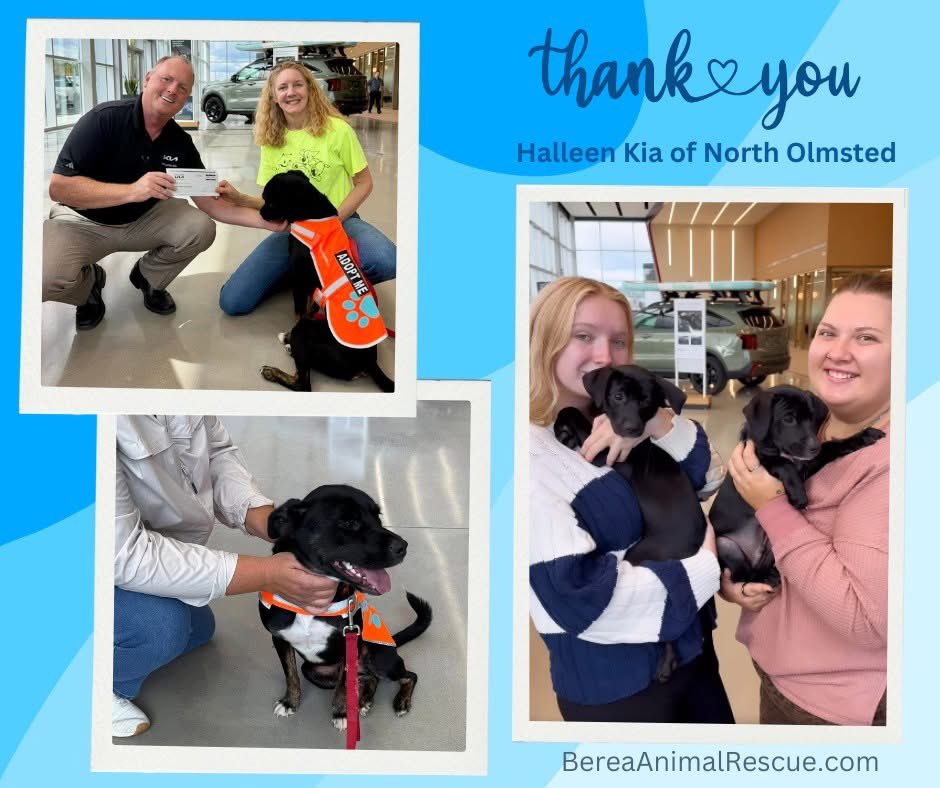 BereaARF's tweet image. Thank you to @HalleenKia for inviting ARF to their National Dog Day Adoption Event!  Adoptable Mig and puppies Hailey &amp;amp; Harley had a blast greeting customers &amp;amp; getting all the attention. Halleen Kia presen ARF (and Mig) with a check for $500!!

#NationalDogDay