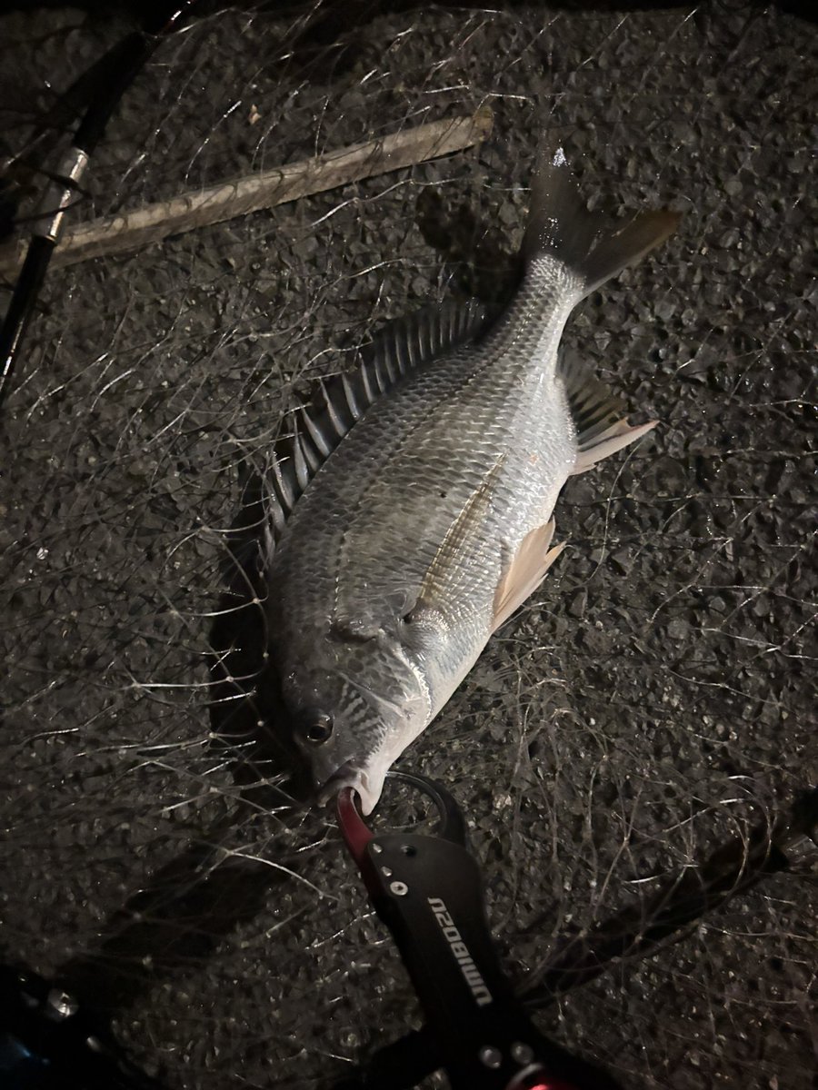 pyonpyonwt's tweet image. 珍しくキビレも！