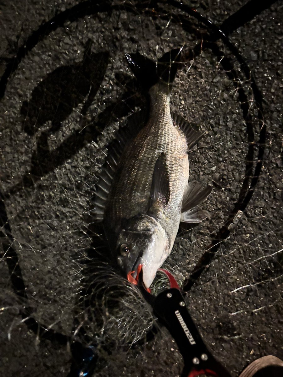 pyonpyonwt's tweet image. 珍しくキビレも！