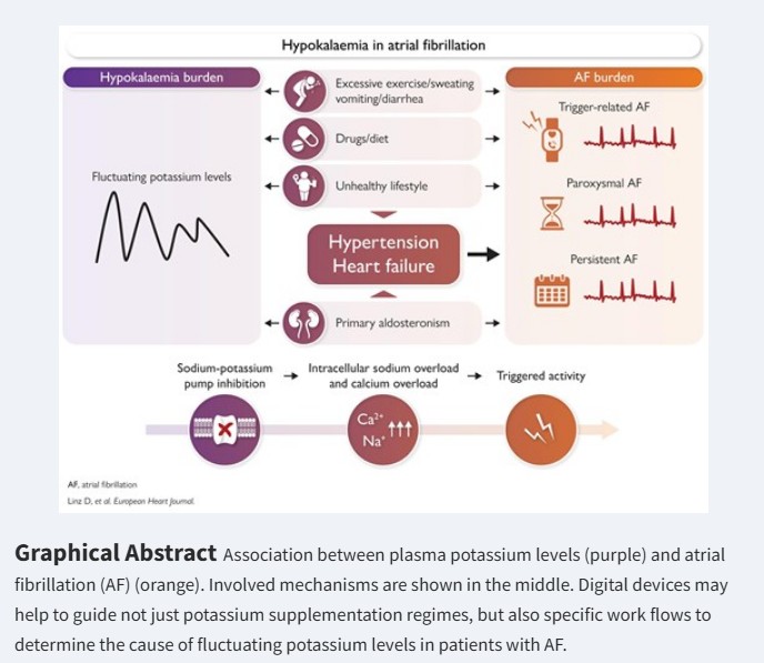 ESC_Journals's tweet photo. Simultaneous publication during #ESCCongress 

Hypokalemia as a trigger for atrial fibrillation: Insights from patients with implanted loop recorders - https://t.co/gpD7tJqnJF

#EHJ https://t.co/8fcHa6kUqX