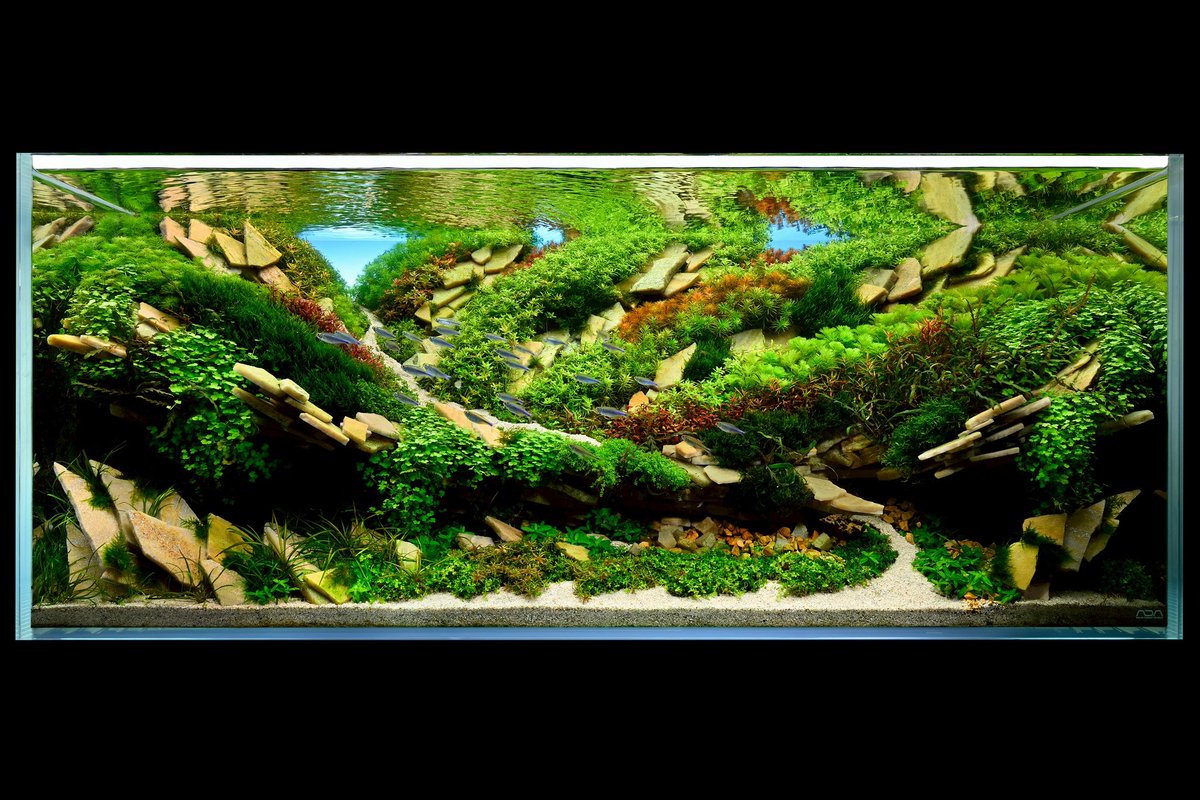 太田佳宏（Amazing Aqua) (@annchad4104) / Posts / X