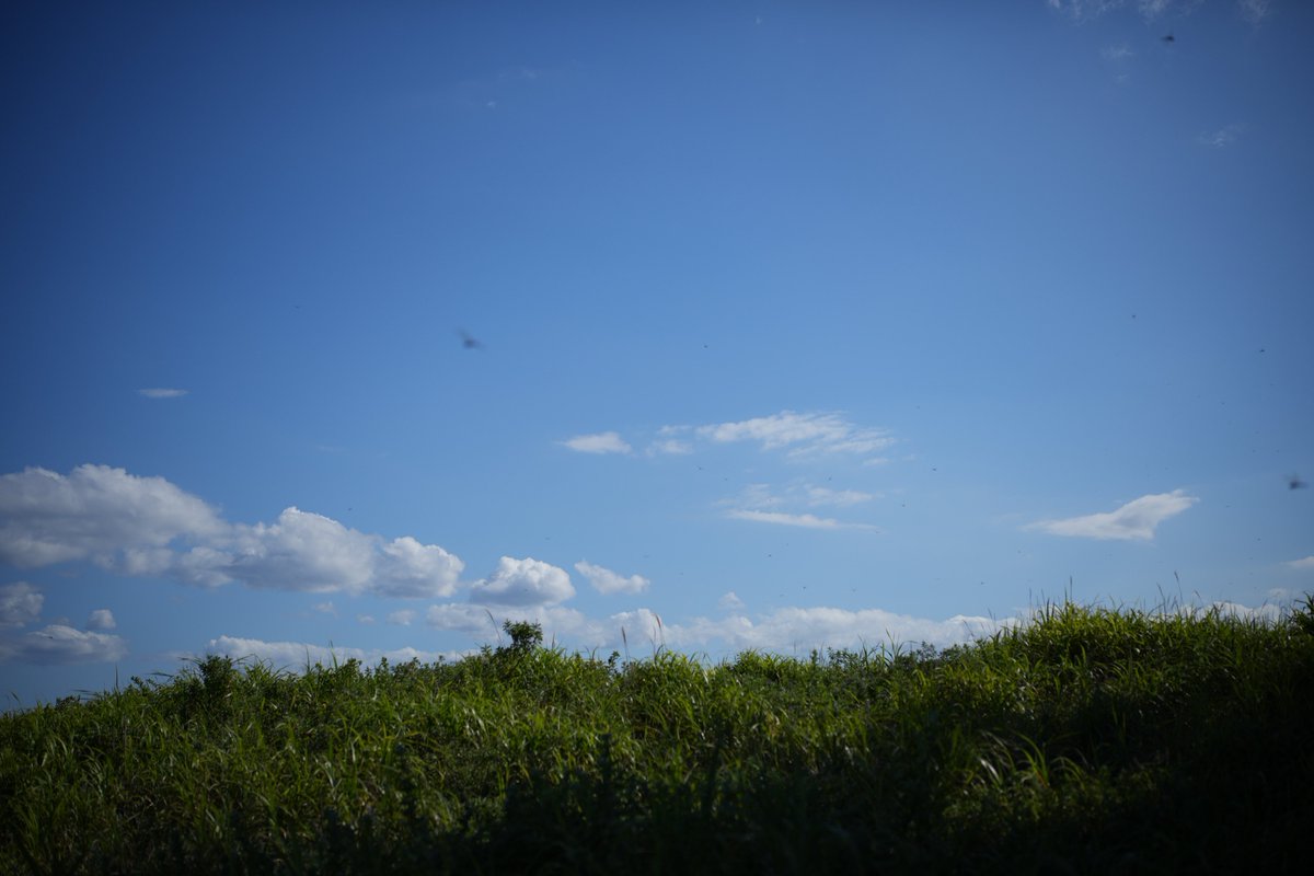 One summer day.

ILCE-7CM2
7artisans 50mm F1.8
50mm f/2.2 1/8000s ISO100

#SonyAlpha 
#α7cii
#photograph
#PhotographyIsArt #photographylovers
#カメラ初心者 
#カメラ好きな人と繫がりたい 
#写真好きな人と繋がりたい 
#これソニーで撮りました