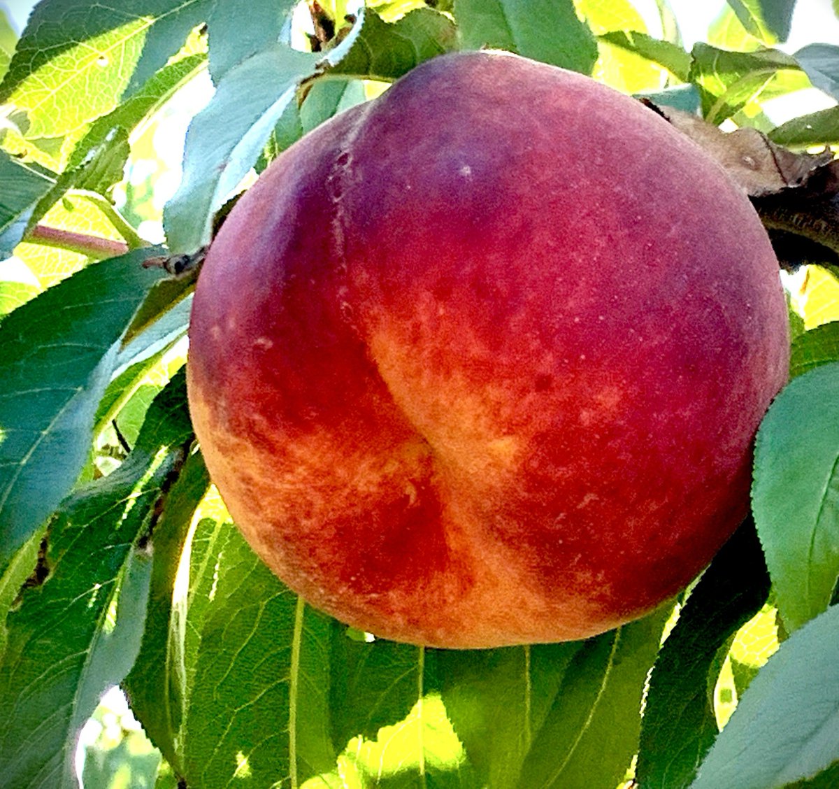Pick-your-own peaches happens Saturdays and Labor Day.  We also have peaches for sale every day retail on the farmstand.  Closed Sundays.