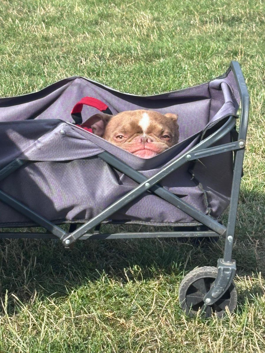 We are under so much pressure right now — financially and emotionally.

Little Olly is still fighting for his life at the vet. Today we had to rush another dog in with a leg injury. On top of this, we need to raise £10,000 in just 3  days to cover the rehab support we’re