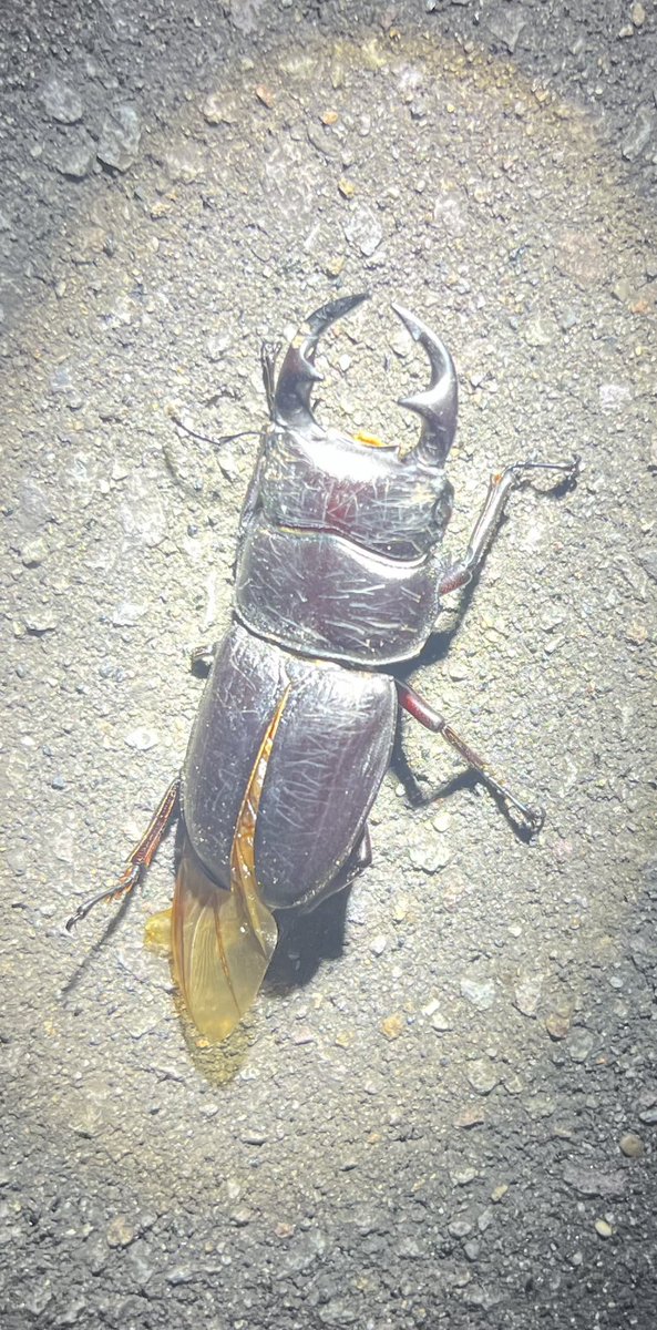 傷だらけのローラ
今夜が最後のライトラ
やったよ！