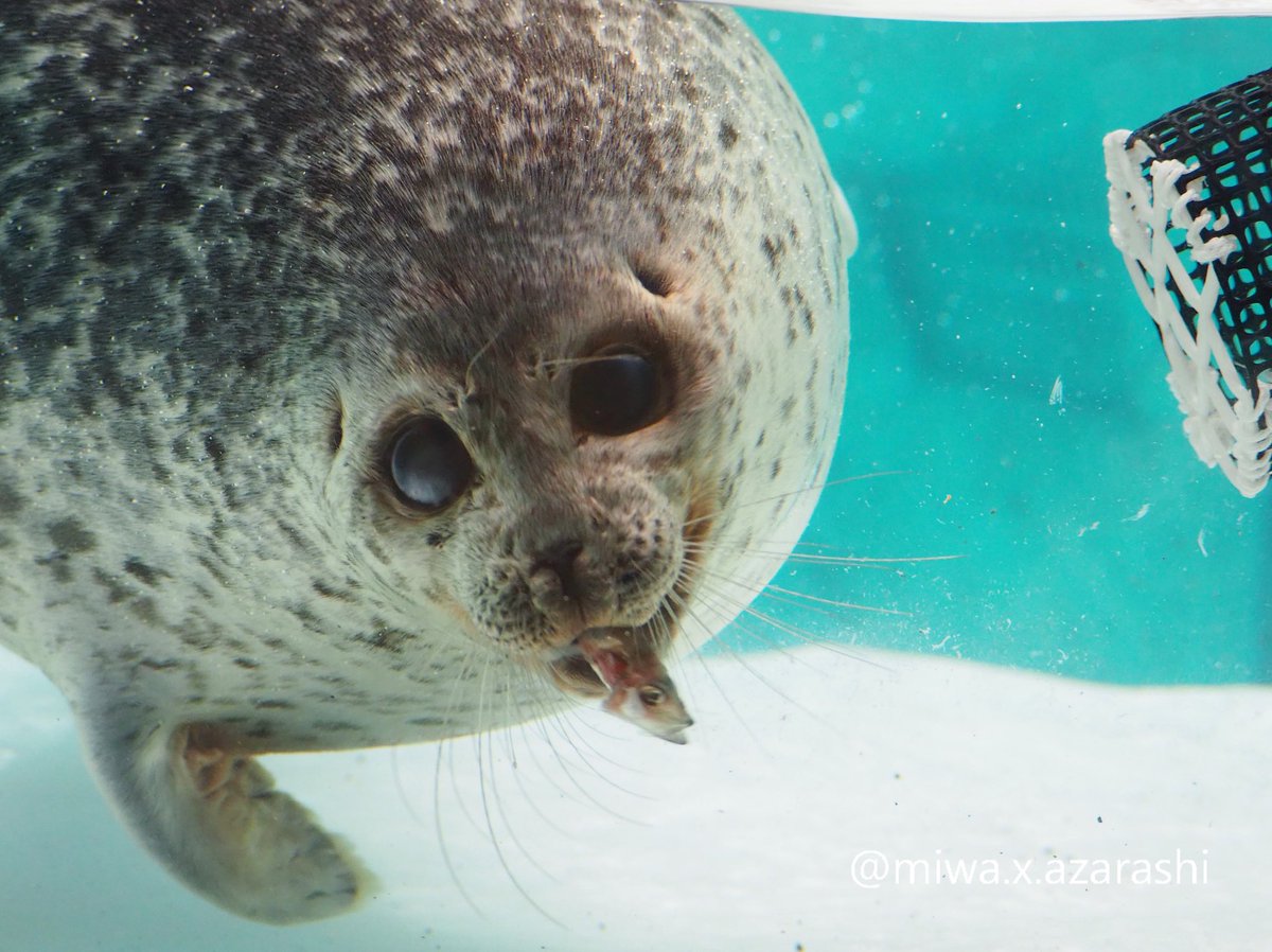 お魚咥えたユキちゃん🐟✨

#海遊館 #ワモンアザラシ #ユキ
2025.7