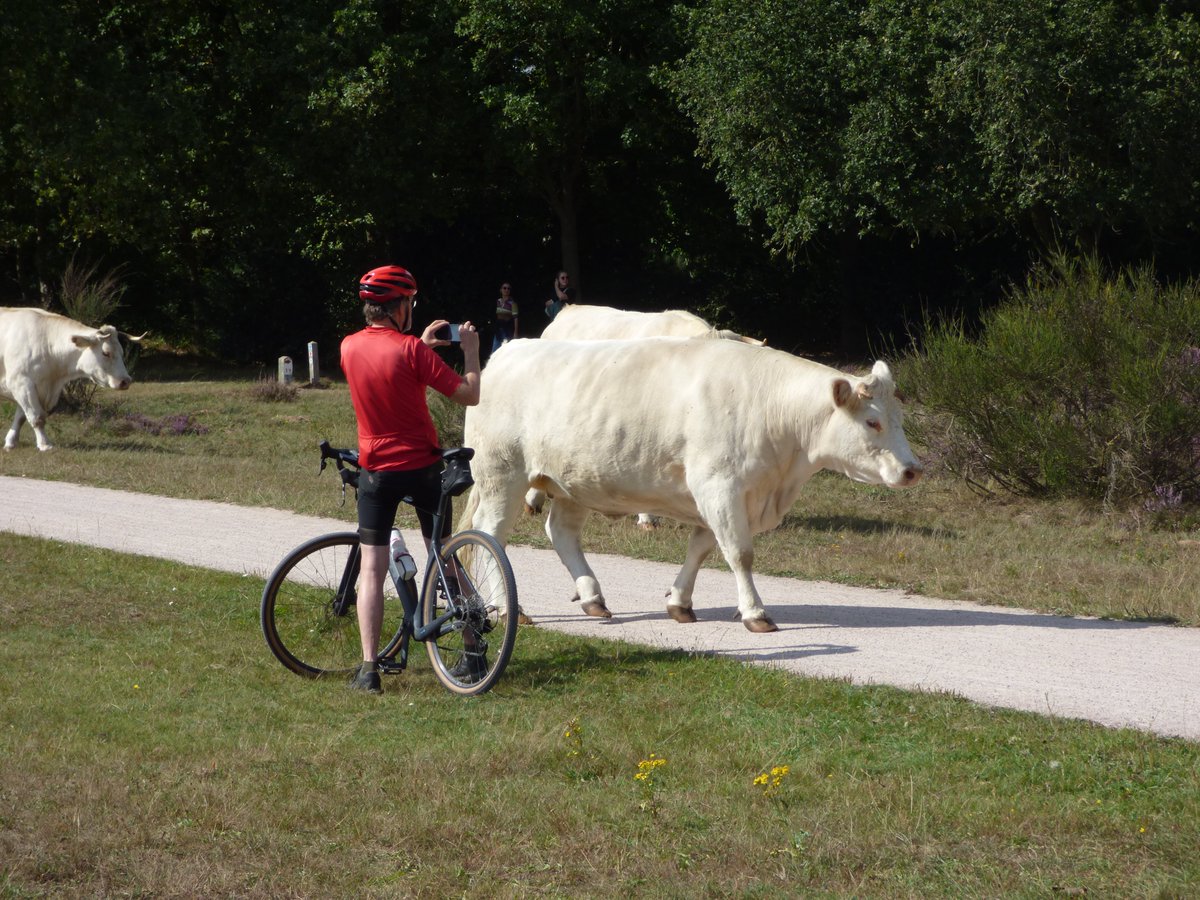 De Charolais runderen moeten altijd op het fietspad lopen.... Pas op fotograaf!!! Haha. Heide @Hilversum vanmiddag.

<a href="/marjondehond/">Marjon de Hond</a> <a href="/WilliamHuizinga/">William Huizinga</a> <a href="/weeronline/">Weeronline</a>
<a href="/weermanrobert/">➡️ Robert de Vries</a> <a href="/onwukaa/">Amara Onwuka</a> <a href="/weerverteller/">Weerverteller.nl</a>
<a href="/pictureofNL/">Mooi Nederland 🇳🇱</a> <a href="/BuienRadarNL/">Buienradar</a> <a href="/helgavanleur/">Helga van Leur ☀</a>
<a href="/Oogophilversum/">Oog Op Hilversum</a> <a href="/HartvNL/">Hart van Nederland</a> <a href="/EdAldus/">Ed Aldus</a>