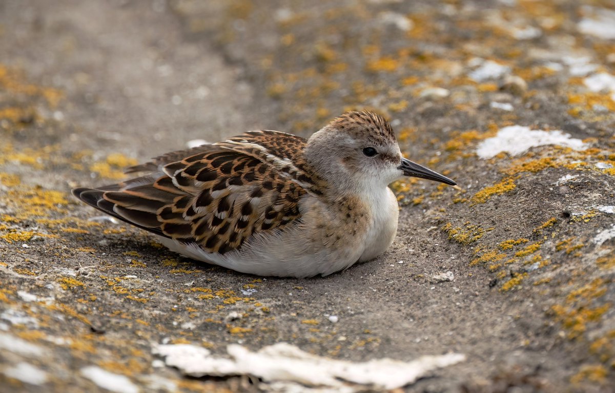 Beautiful Little Stint at Farmoor today 😊 worth hanging over the edge of the causeway!