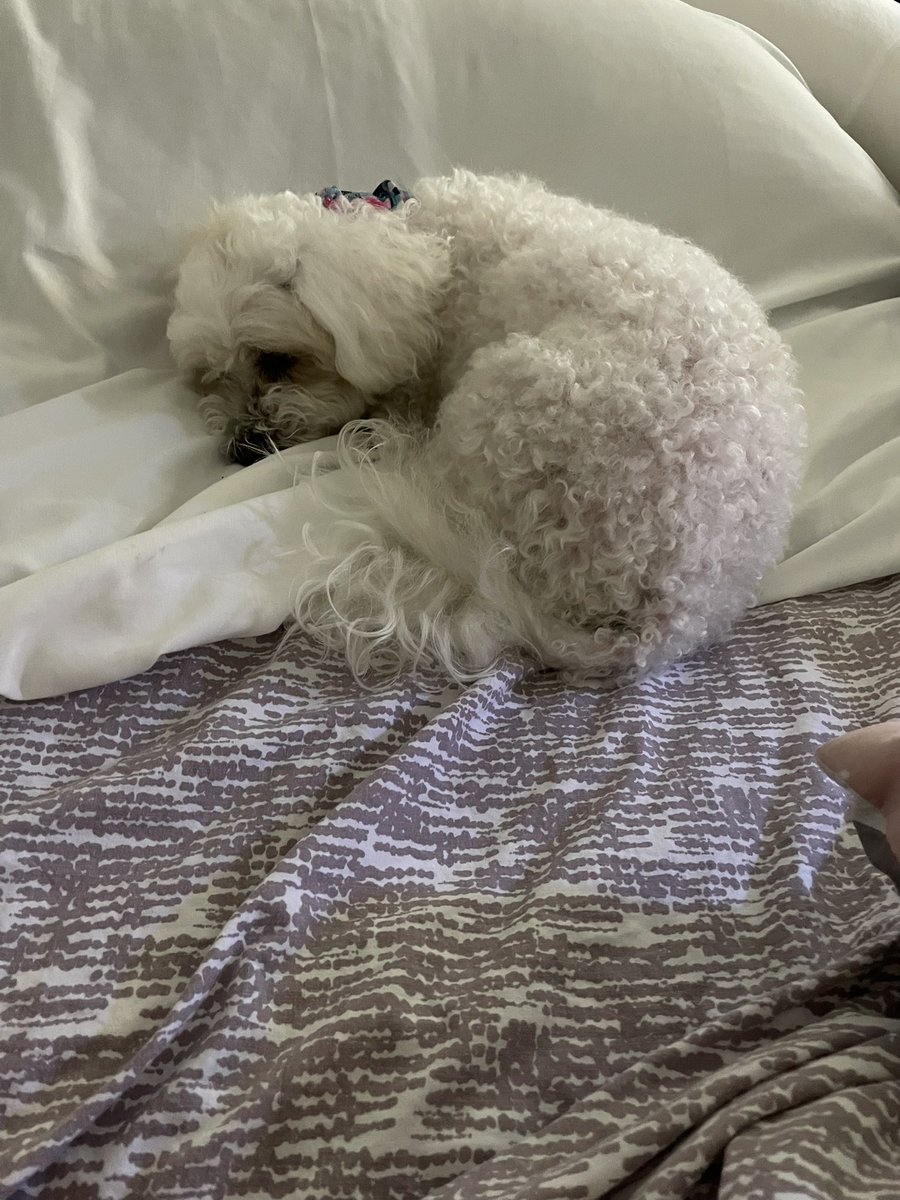 Hi fends , me working at paw nursing , hoomom got the covid 
Me working hard and I got injured jumping from couch  . Hoomom said when it rains it pours , but is not raining fends 
Is hot , I think is the covid affecting hoomoms head .
Me taking a snooze #ZSHQ #AdoptDontShop