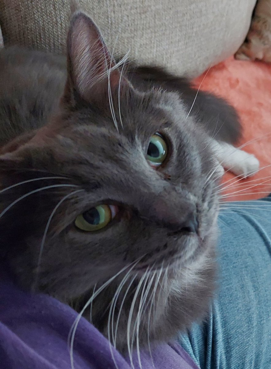 Trelane says "hey"!👋 #Caturday #CatsOnTwitter