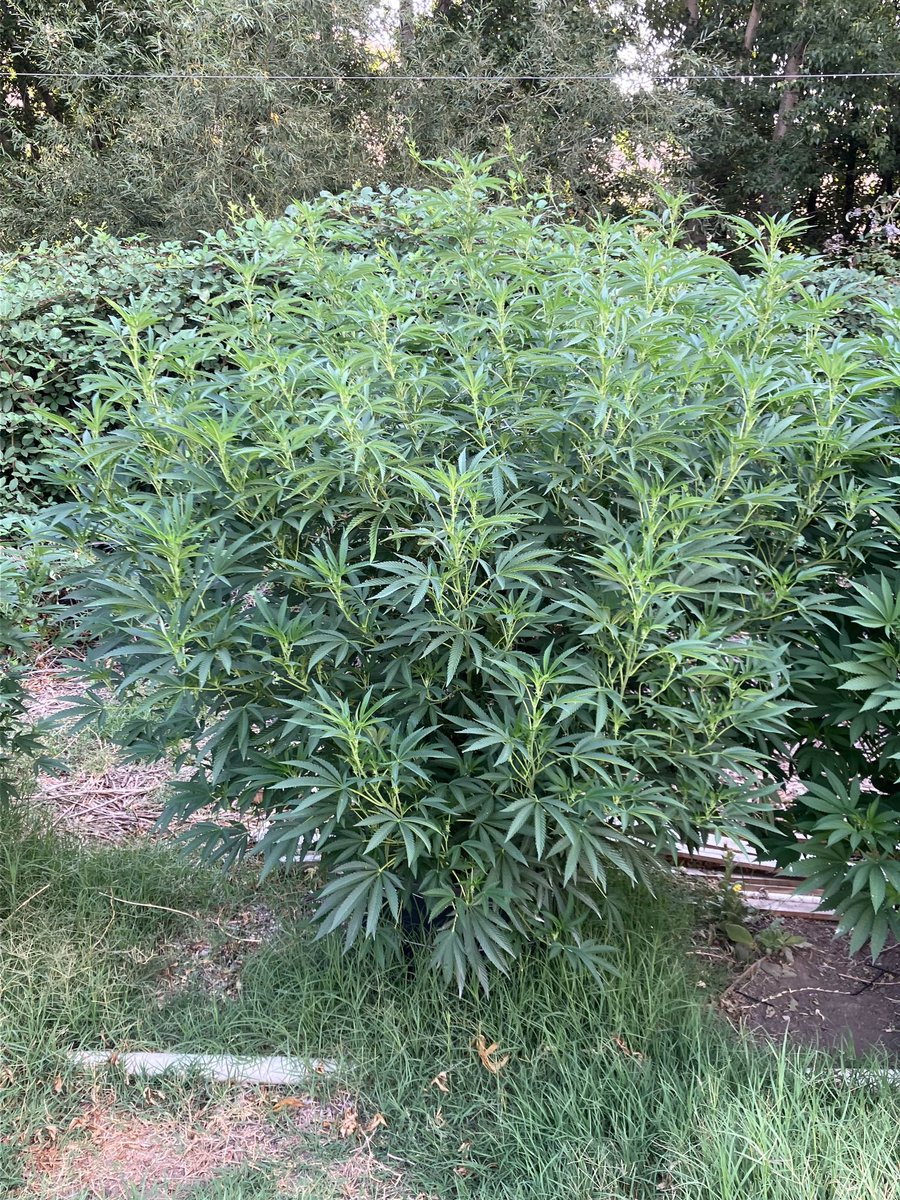 Picture Perfect (Turkey Bag #18 x Red  Velvet s1 reversed) beasting out for a friend in my private discord.

Beyond insane everything in these, jaw dropping terps with impeccable potency and bag appeal.

Credits to <a href="/meangenemendo/">MeanGenefromMendocino</a> and <a href="/skunktek/">Skunktek</a> for the mom used.