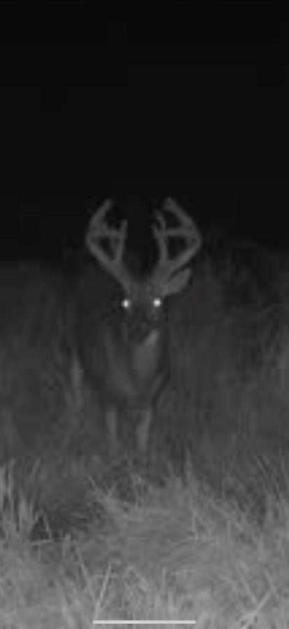 If you’re into split brows I got ya. #hunting