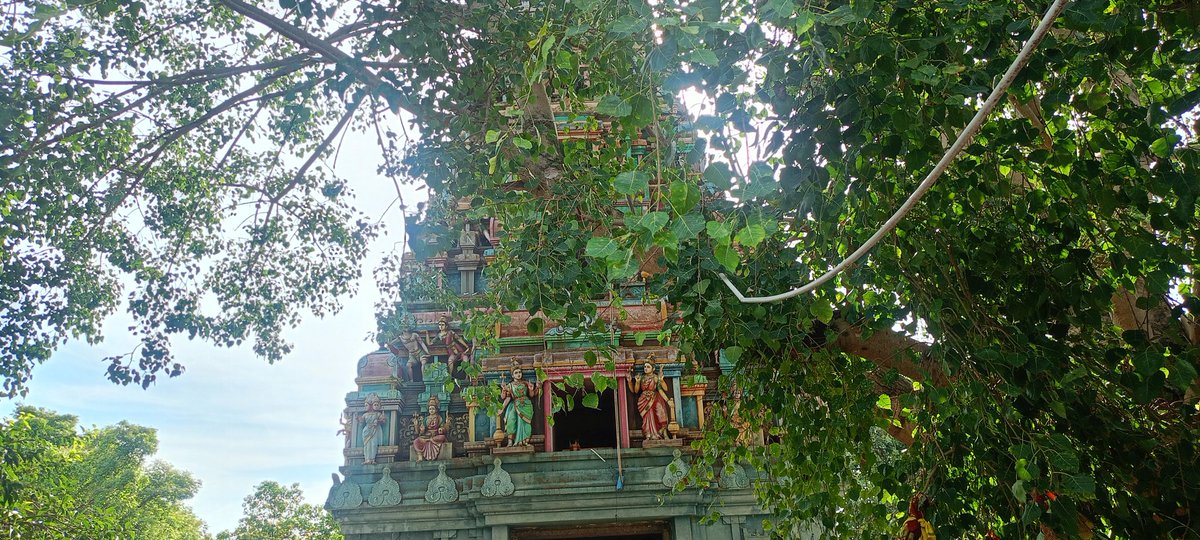 itz__shakthi's tweet image. August dump uh 🏵️🌱