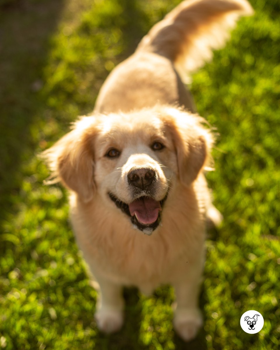 thesopawsome's tweet image. Digging for treasures and chasing squirrels. 🐿️🐾 #DiggingDog #SquirrelChaser #GoldenRetrieverLife #FunnyDogs #GoldenRetrieverGram