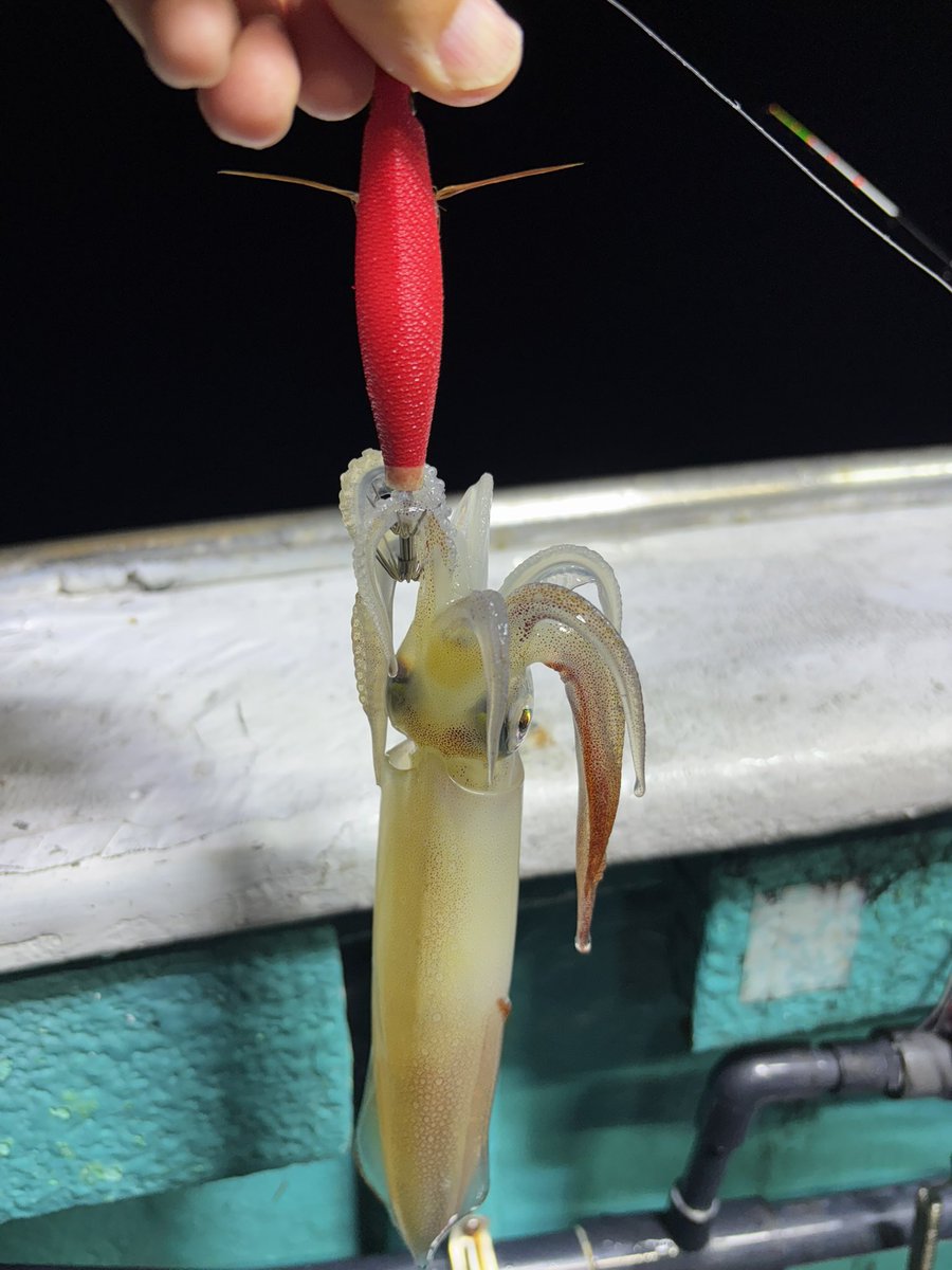 三重メタルの釣果は…
オモリグでケンサキ16杯
置き竿バチコンでアジ2匹
