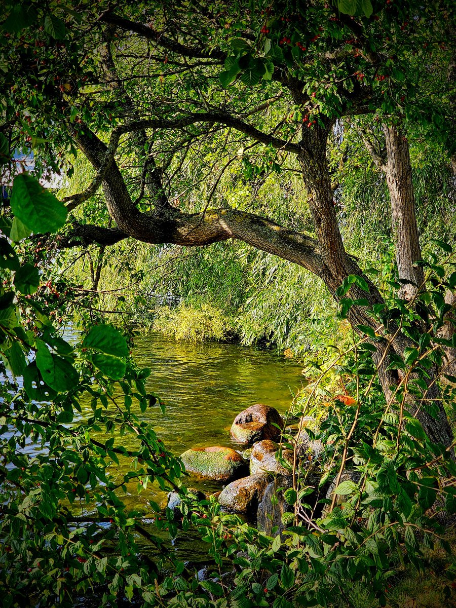 Saturday evening mood 🌿💦
#NatureBeauty #trees