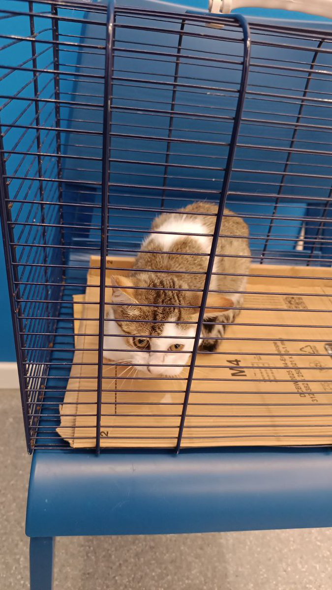 rumba_magica's tweet photo. Adesso sarebbe bellissimo se anche questo piccolino, Kiwi, trovasse la sua occasione. Fiv e felv negativo, ha bisogno di essere seguito per affezione respiratoria, ha 4 mesi e vive in strada https://t.co/pwq0nLuZ8w