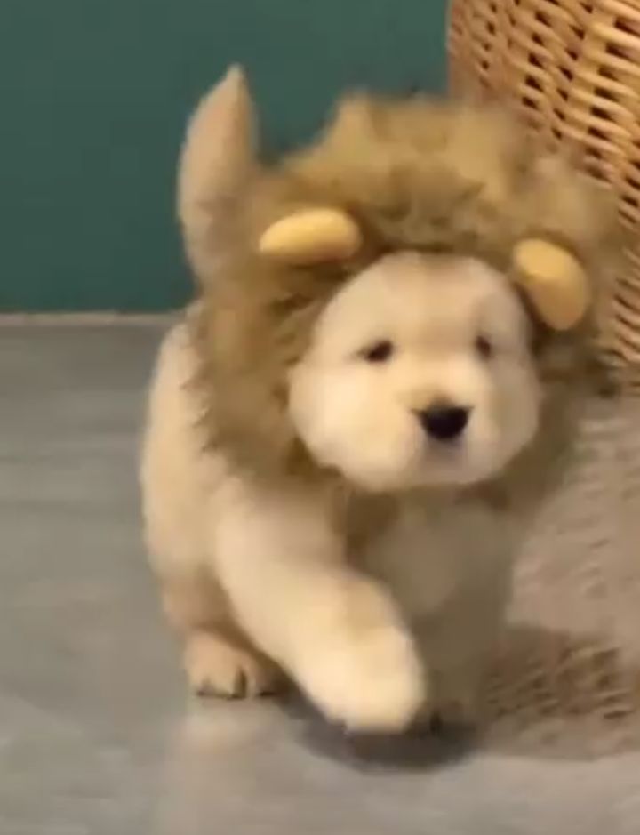 Animal Lover (@animal_fanlover) on Twitter photo 