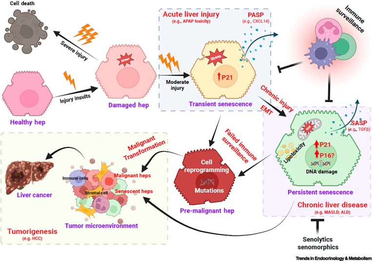 Trends in Endocrinology & Metabolism tweet media